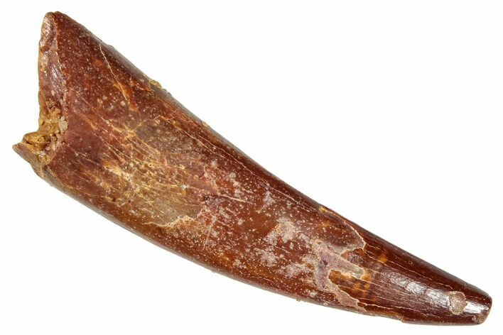 Huge, Fossil Pterosaur (Siroccopteryx) Tooth - Morocco #274337